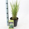 Panicum virgatum 'Northwind' Pot 3 Liter 40 - 50 cm