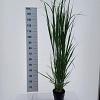 Panicum virgatum 'Northwind' Pot 3 Liter 40 - 50 cm