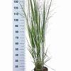 Panicum virgatum 'Northwind' Pot 6 Liter 60 - 80 cm