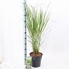 Panicum virgatum 'Northwind' Pot 6 Liter 60 - 80 cm