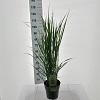 Panicum virgatum 'Northwind' Pot 6 Liter 60 - 80 cm