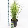Panicum virgatum 'Prairie Sky' Pot 12 liter 80 - 100 cm