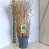 Panicum virgatum 'Prairie Sky' Pot 12 liter 80 - 100 cm