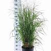 Panicum virgatum 'Prairie Sky' Pot 12 liter 80 - 100 cm