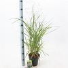 Panicum virgatum 'Prairie Sky' Pot 2 Liter40 - 60 cm