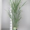 Panicum virgatum 'Prairie Sky' Pot 3 Liter 50 - 60 cm