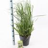 Panicum virgatum 'Prairie Sky' Pot 6 Liter 60 - 80 cm
