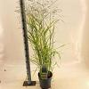Panicum virgatum 'Prairie Sky' Pot 6 Liter 60 - 80 cm