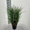 Panicum virgatum 'Prairie Sky' Pot 6 Liter 60 - 80 cm