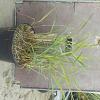 Panicum virgatum 'Rehbraun' Pot 5 Liter 