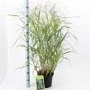 Panicum virgatum 'Rehbraun' Pot 6 Liter 60 - 80 cm