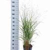 Panicum virgatum 'Rehbraun' Pot 6 Liter 60 - 80 cm