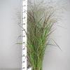 Panicum virgatum 'Squaw' Pot 3 Liter 50 - 60 cm