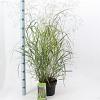 Panicum virgatum 'Squaw' Pot 6 Liter 60 - 80 cm