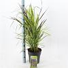 Panicum virgatum 'Squaw' Pot 6 Liter 60 - 80 cm