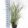 Panicum virgatum 'Squaw' Pot 6 Liter 60 - 80 cm