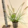 Pennisetum alopecuroides Pot 2 liter 25-30cm