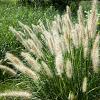 Pennisetum alopecuroides Pot 2 liter 25-30cm