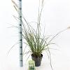 Pennisetum alopecuroides Pot 2 liter 25-30cm