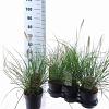 Pennisetum alopecuroides Pot 3 liter 25-30cm