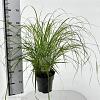 Pennisetum alopecuroides Pot 3 liter 25-30cm