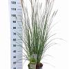 Pennisetum alopecuroides Pot 6 liter 30 - 40 cm