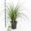 Pennisetum alopecuroides Pot 6 liter 30 - 40 cm