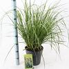 Pennisetum alopecuroides Pot 6 liter 30 - 40 cm