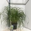 Pennisetum al. 'Black Beauty' Pot 12 liter 30 - 40 cm