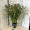 Pennisetum al. 'Black Beauty' Pot 12 liter 30 - 40 cm