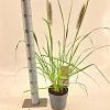 Pennisetum al. 'Black Beauty' Pot 2 liter 25-30cm