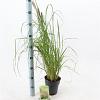 Pennisetum al. 'Black Beauty' Pot 2 liter 25-30cm