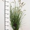 Pennisetum al. 'Hameln' Pot 3 Liter 40 - 50 cm