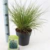Pennisetum al. 'Hameln' Pot 2 liter 25-30cm