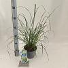 Pennisetum al. 'Hameln' Pot 2 liter 25-30cm