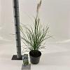 Pennisetum al. 'Hameln' Pot 2 liter 25-30cm