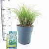 Pennisetum al. 'Hameln' Pot 6 liter 30 - 40 cm