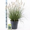 Pennisetum al. 'Hameln' Pot 6 liter 30 - 40 cm