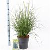 Pennisetum al. 'Hameln' Pot 6 liter 30 - 40 cm