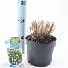 Pennisetum al. 'Little Bunny' Pot 2 liter 25-30cm