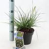 Pennisetum al. 'Little Bunny' Pot 2 liter 25-30cm