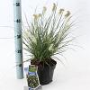 Pennisetum al. 'Little Bunny' Pot 2 liter 25-30cm