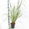 Pennisetum al. 'Red Head' Pot 2 liter 25-30cm
