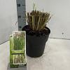 Pennisetum al. 'Red Head' Pot 3 liter 25-30cm