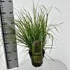 Pennisetum al. 'Red Head' Pot 3 liter 25-30cm