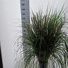 Pennisetum al. 'Red Head' Pot 6 liter 30 - 40 cm