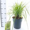 Pennisetum al. 'Red Head' Pot 6 liter 30 - 40 cm