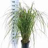 Pennisetum al. 'Red Head' Pot 6 liter 30 - 40 cm