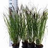 Pennisetum alopecuroides viridesc. Pot 3 Liter 30 - 40 cm