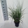 Pennisetum alopecuroides viridesc. Pot 3 Liter 30 - 40 cm